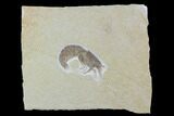 Detailed, Fossil Shrimp - Solnhofen Limestone #97514-1